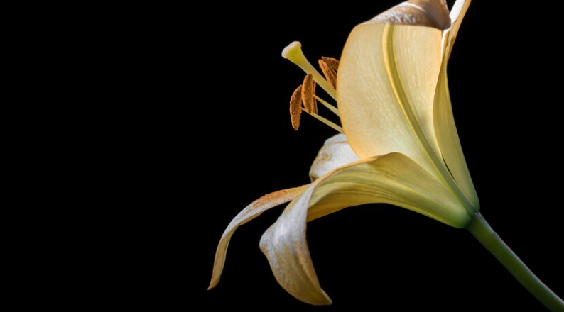 magic lily