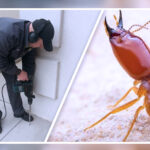 Termite Control