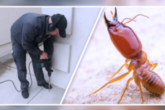 Termite Control