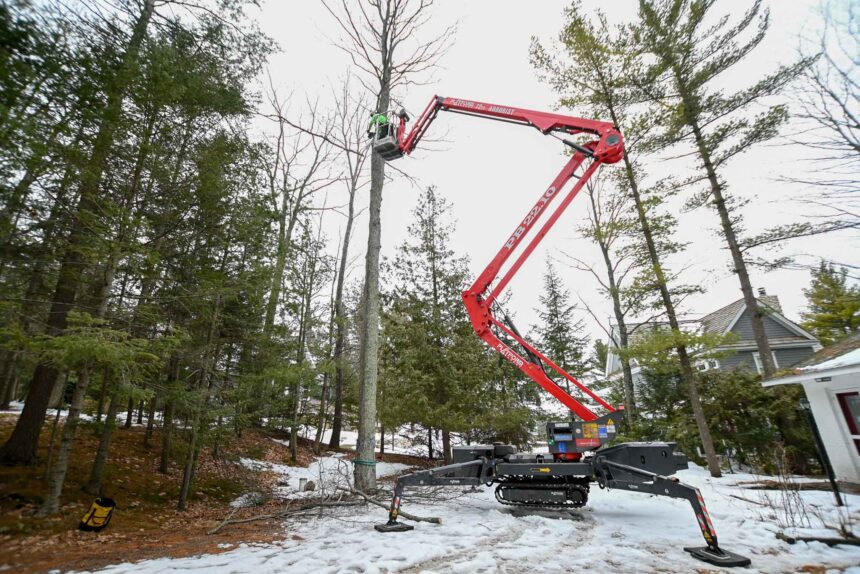 Tree Removal