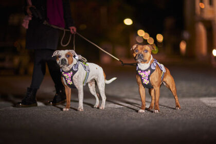 Dog Harness