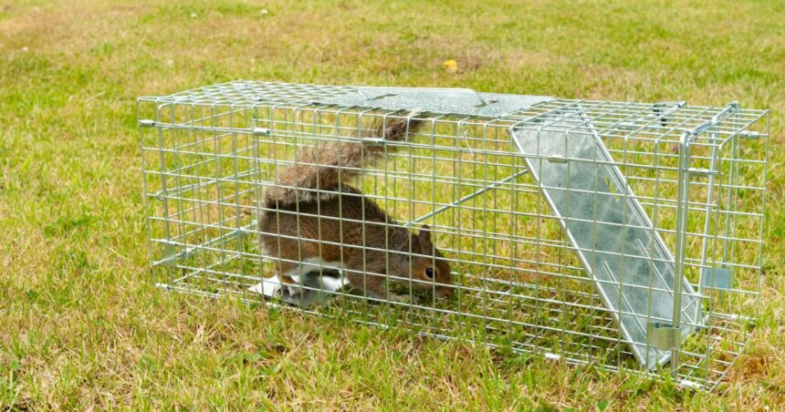 Professional Wildlife Removal