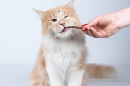 Can Kittens Eat Beef Tendon?