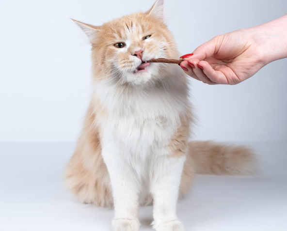 Can Kittens Eat Beef Tendon?