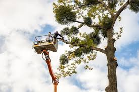 Tree Removal