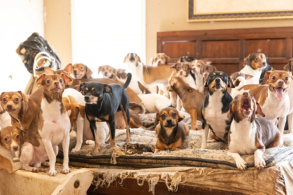 175 Dogs Rescued from Hoarder in Slidell Louisiana