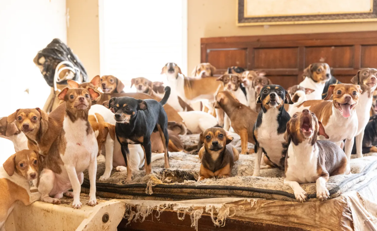 175 Dogs Rescued from Hoarder in Slidell Louisiana