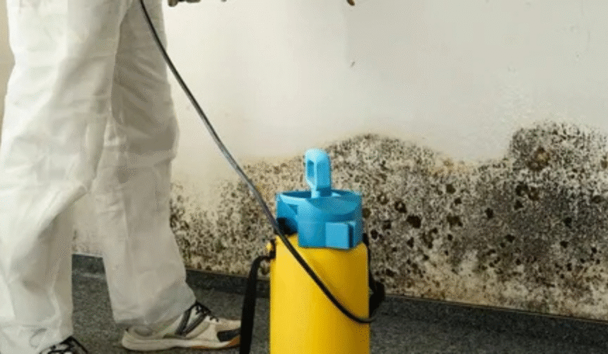 mold removal