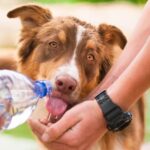 Lowcountry Pets