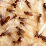Insects That Breed After Rainfall
