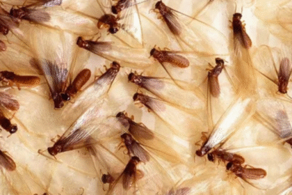 Insects That Breed After Rainfall
