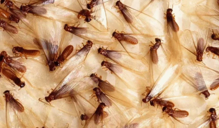 Insects That Breed After Rainfall