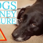 Signs Your Dog’s Kidney Disease May Be Getting Worse