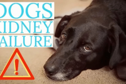 Signs Your Dog’s Kidney Disease May Be Getting Worse