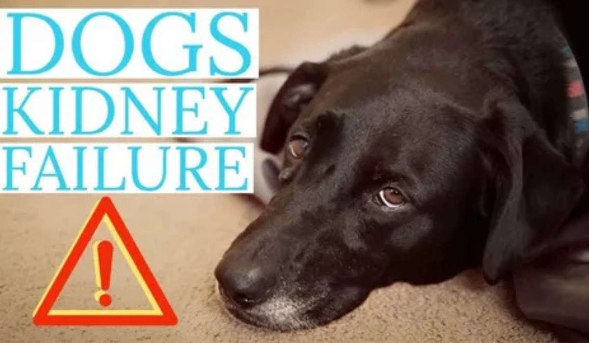 Signs Your Dog’s Kidney Disease May Be Getting Worse